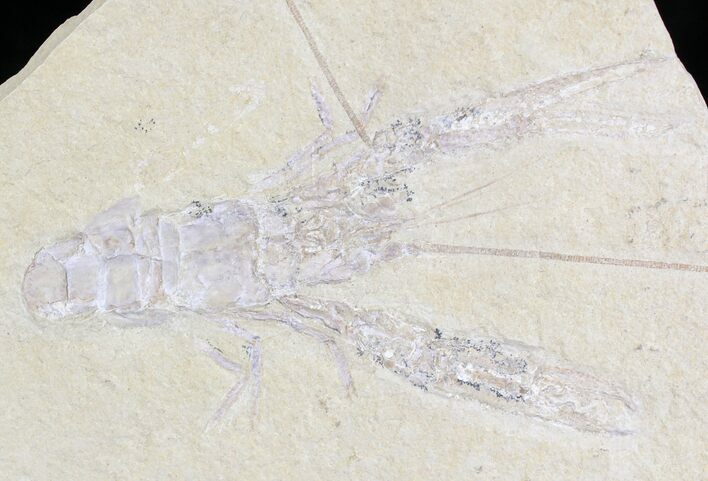 Fossil Lobster (Pseudostacus) - Lebanon #22111